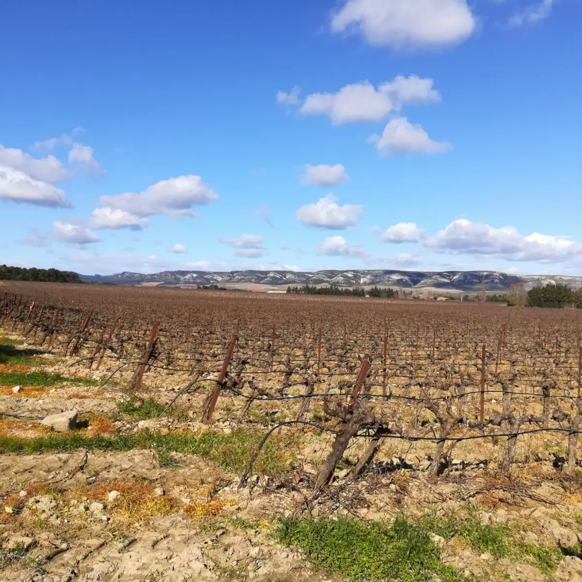 Parcelle viticole autour de Lamanon