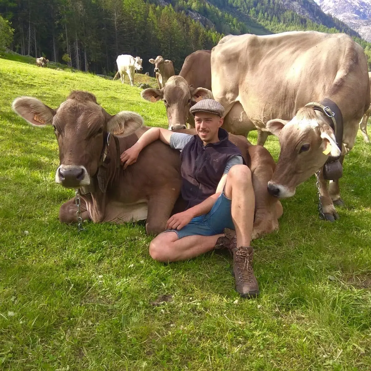 Réservation balade pédagogique au milieu des vaches_Vallorcine