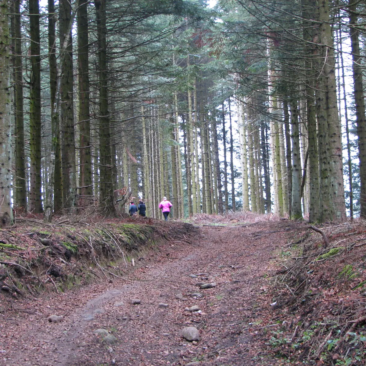 dans les bois de St-Hilaire-Cusson-la-Valmitte