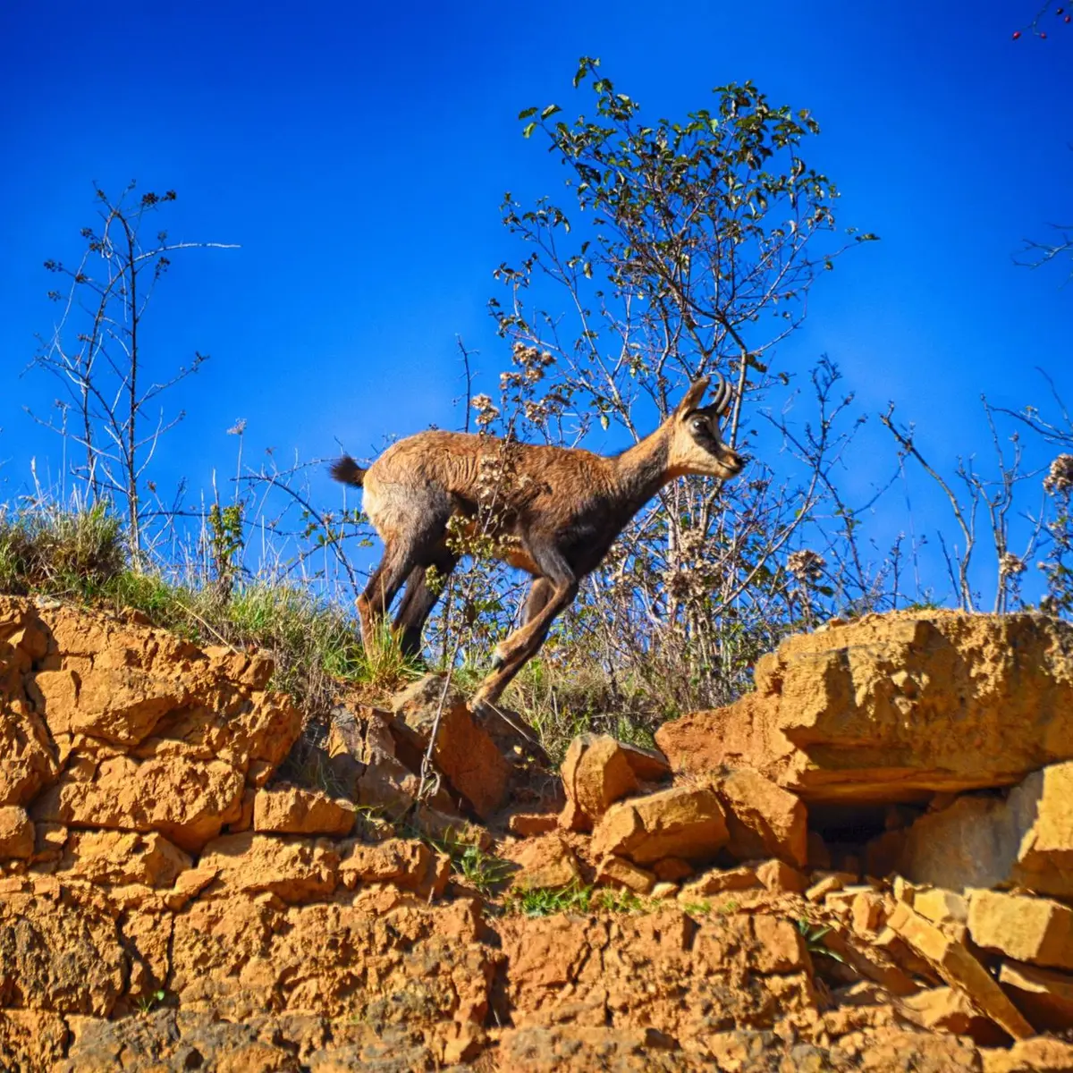 Chamois du Revermont