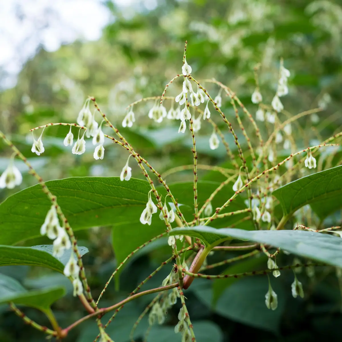 Plan d'eau de St Clément