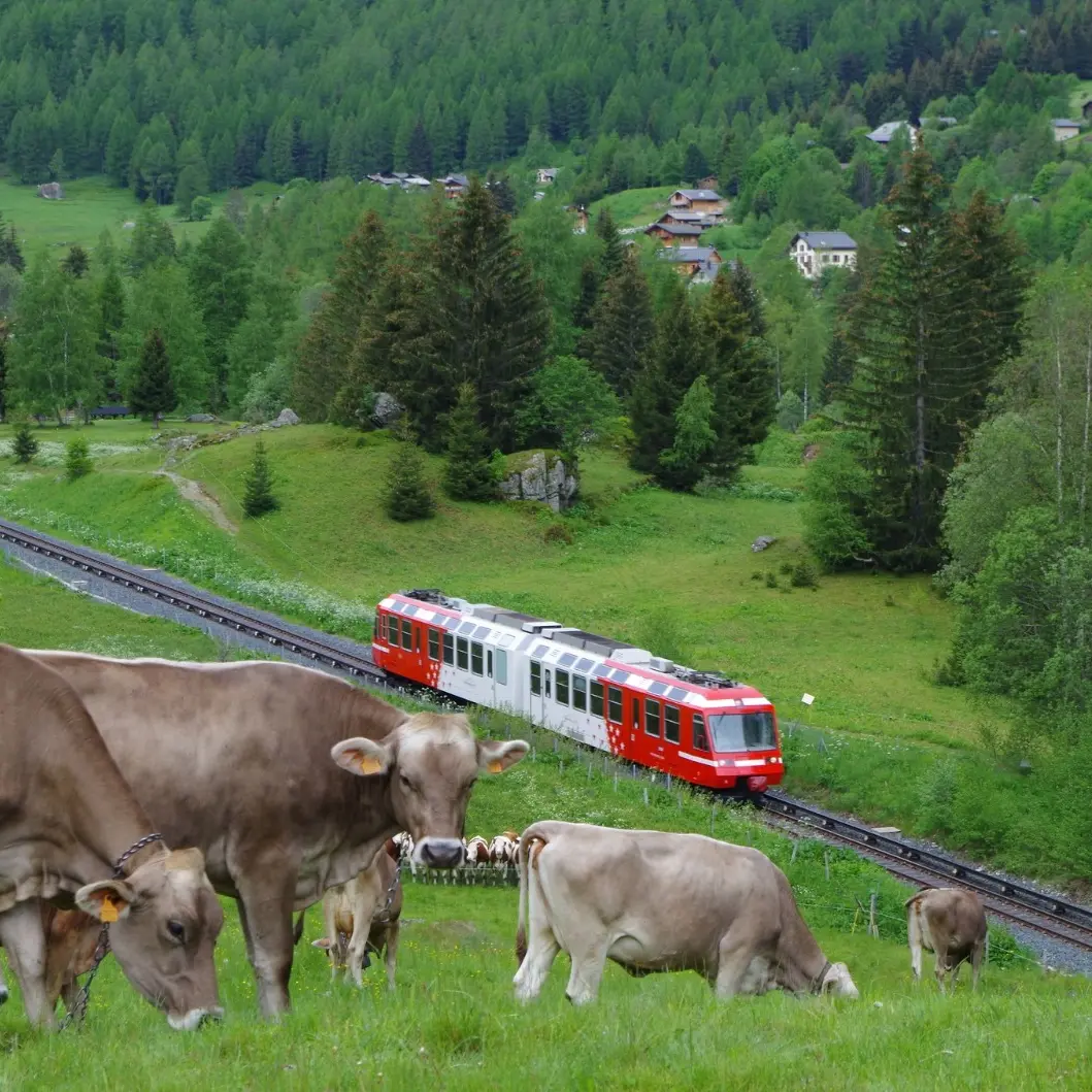 Réservation balade pédagogique au milieu des vaches_Vallorcine