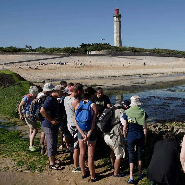 Safari à marée basse près du phare