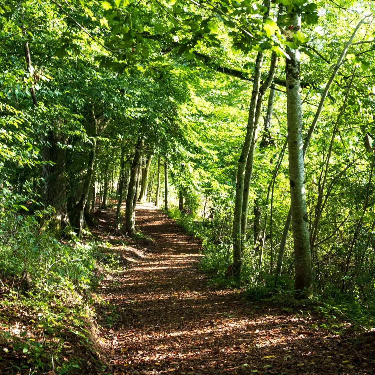 Plan d'eau de St Clément