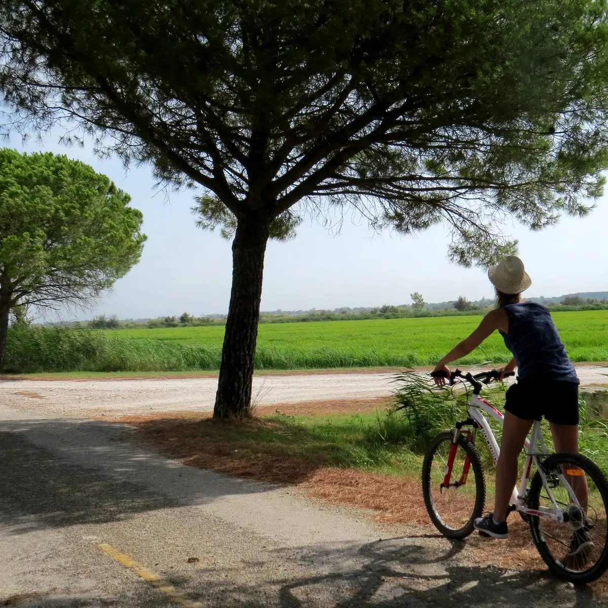 Cycliste devant une rizière