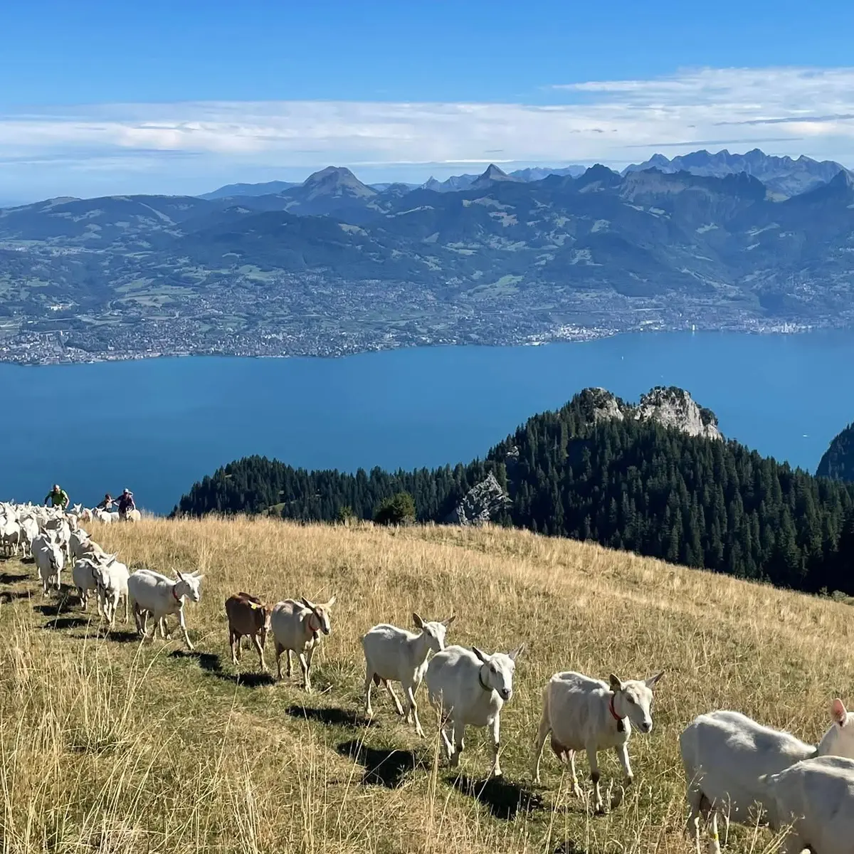 Troupeau de brebis à l'alpage