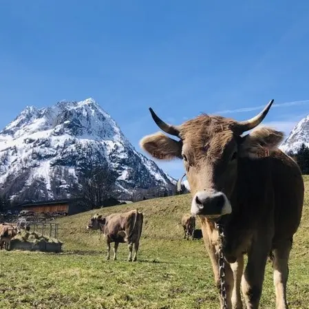 Réservation balade pédagogique au milieu des vaches_Vallorcine