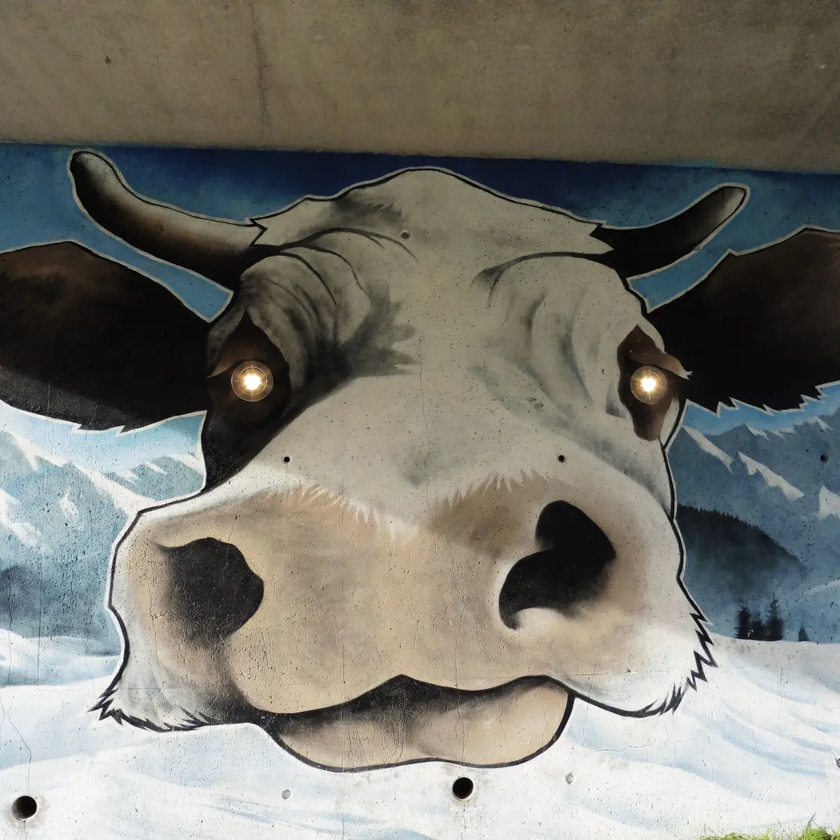 Art Vache : Les Yeux dans les Meuhs