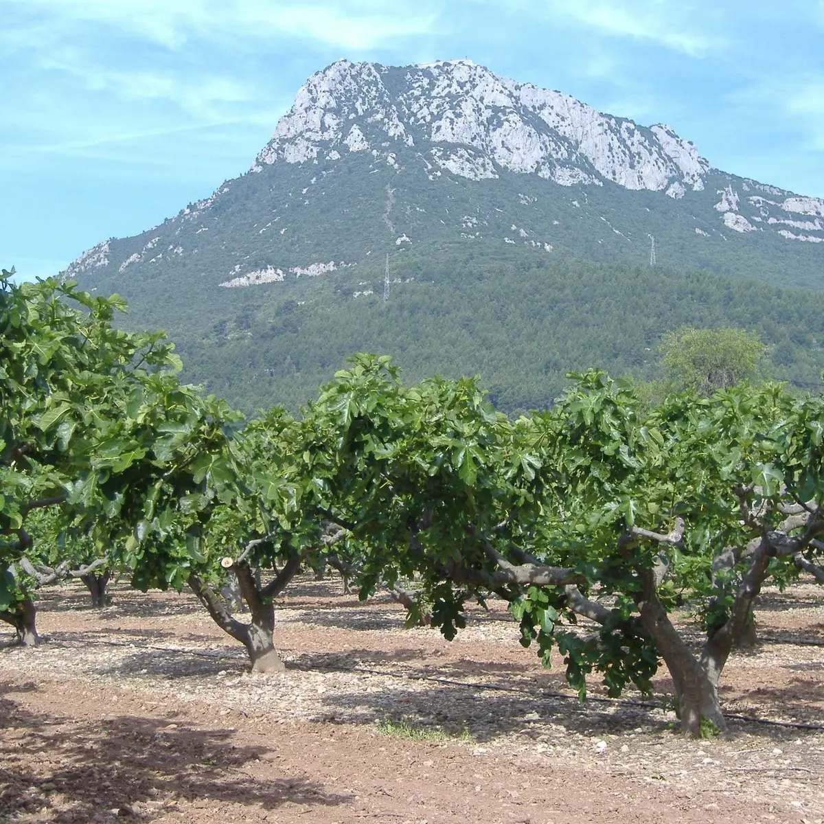 Fruits et légumes de saison