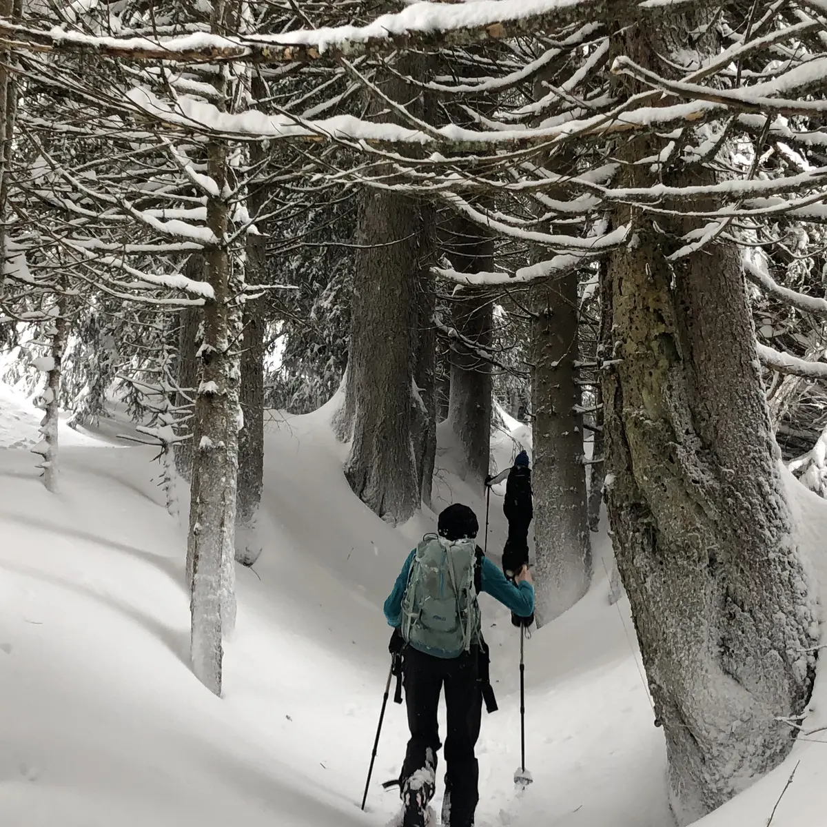 La forêt des Rutines