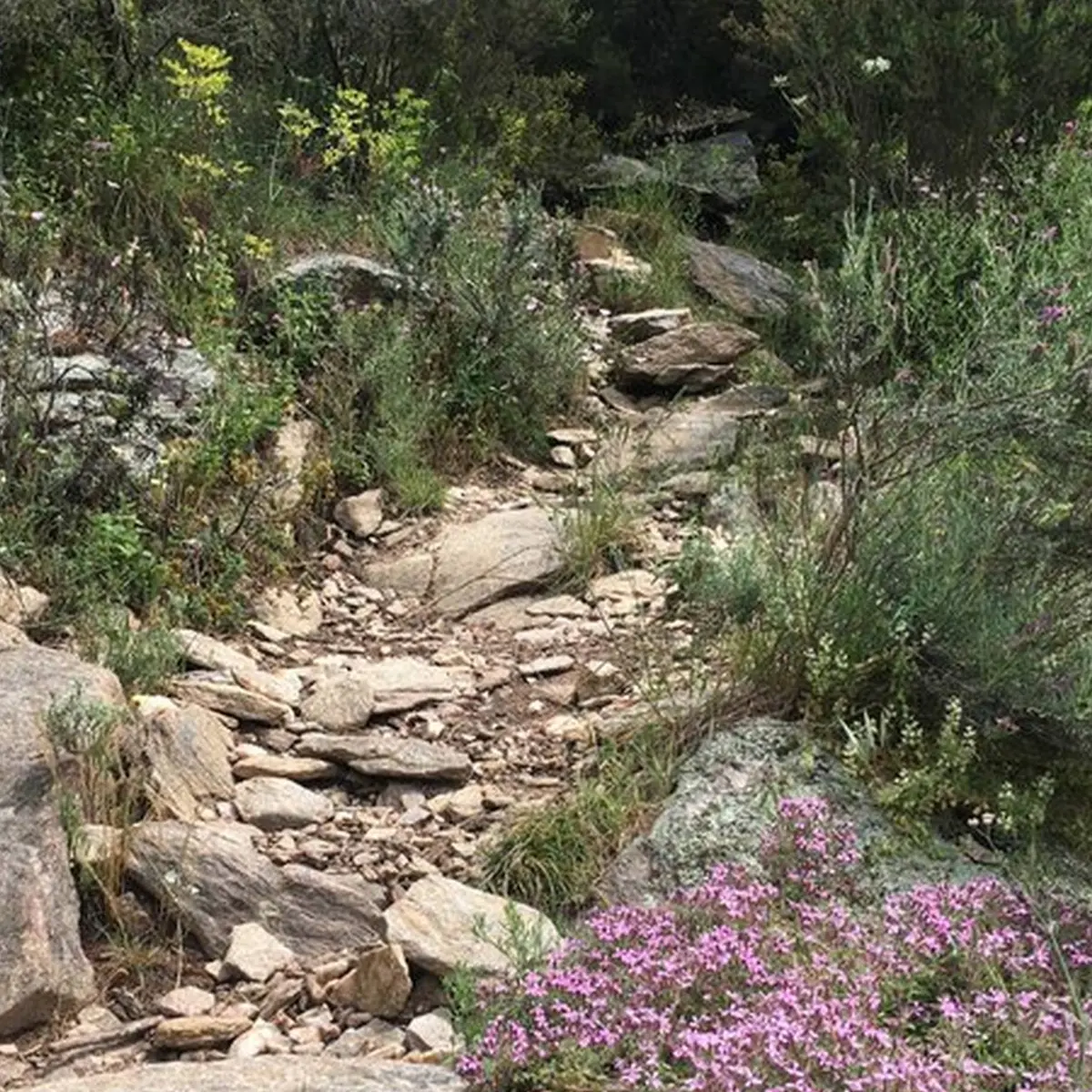 Sentier rocailleux bordé de fleurs