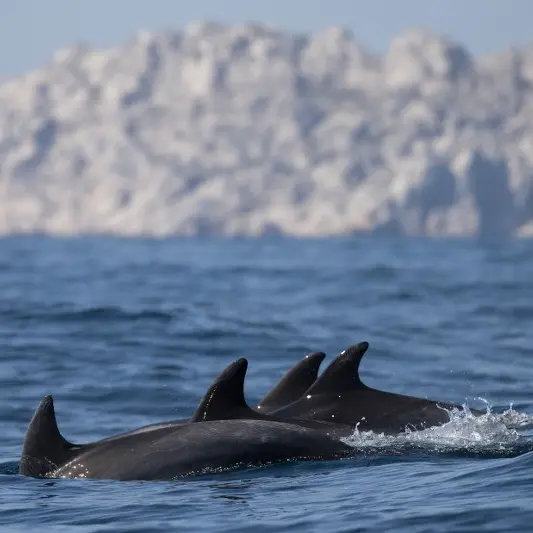 Sortie dauphins et coucher de soleil