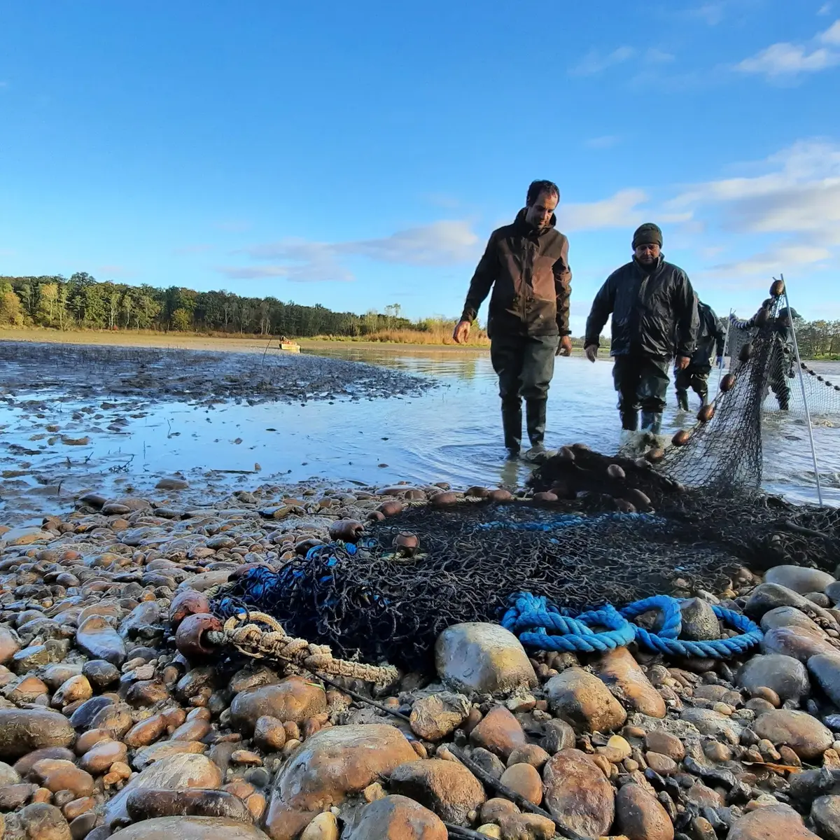 Pêche d'étang en Dombes
