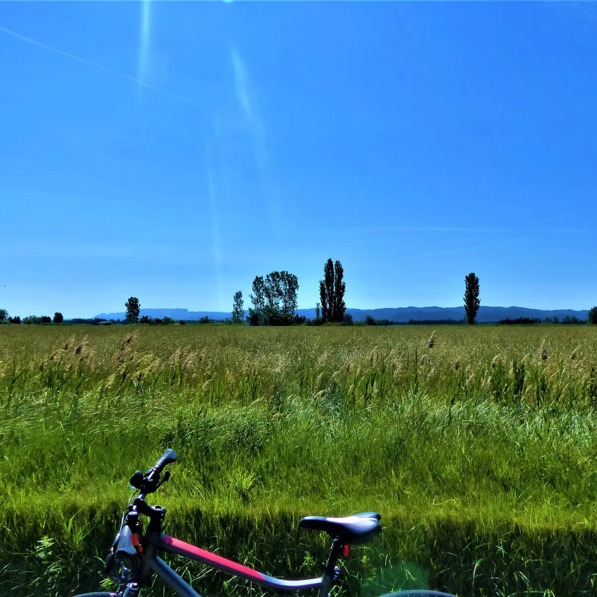 Champ céréalier proche de Tarascon