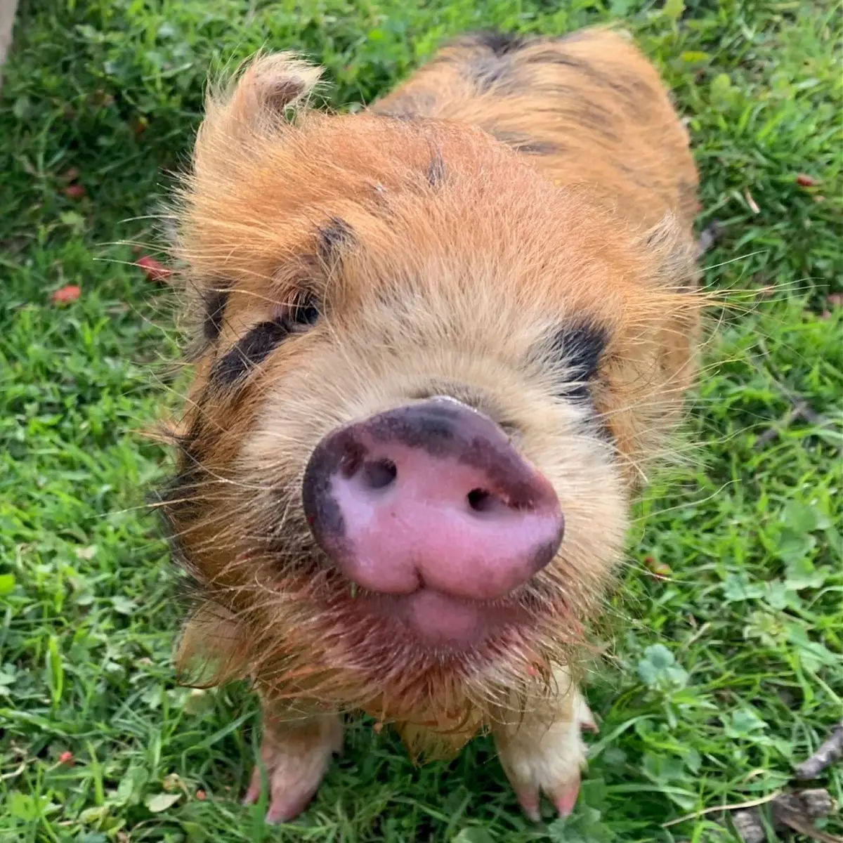 petit cochon de la fermer