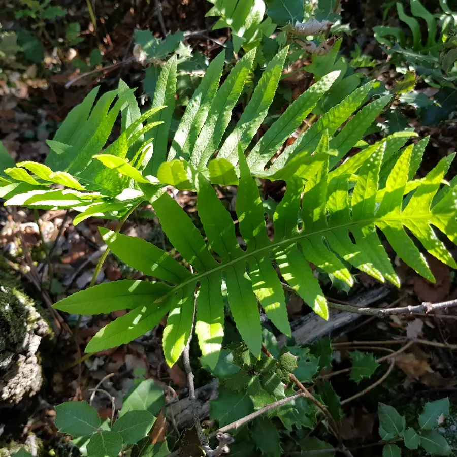 Plante