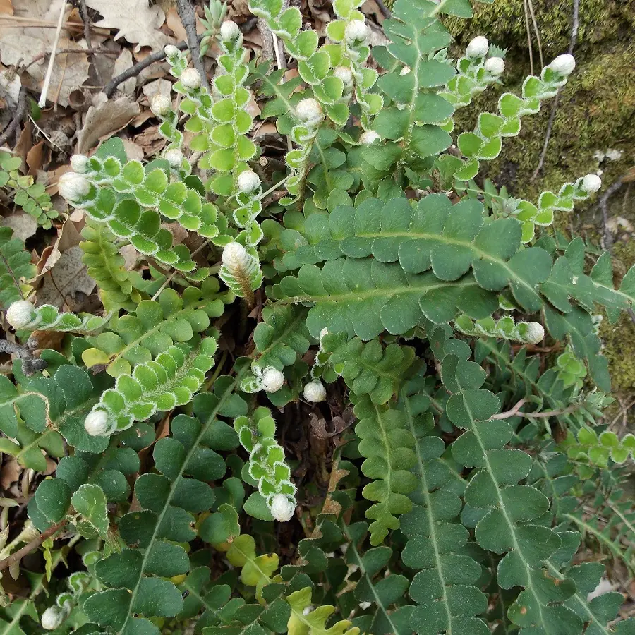 Plante