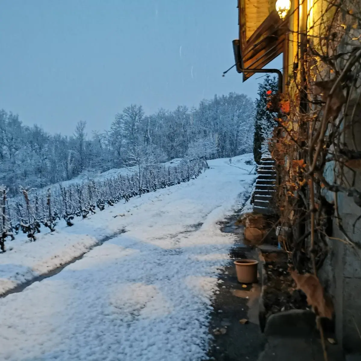 Photo vignes enneigé