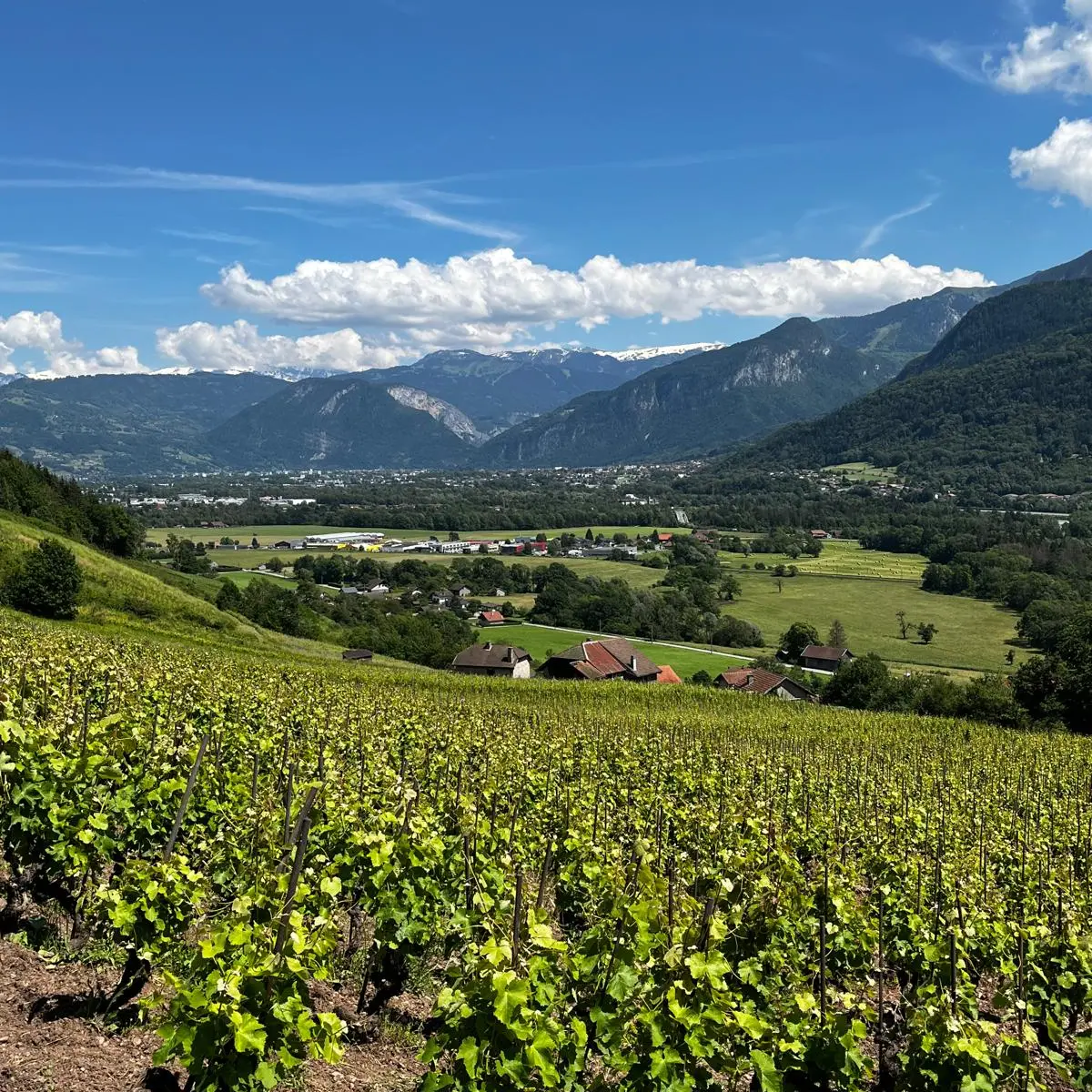 Photo vignes paysage