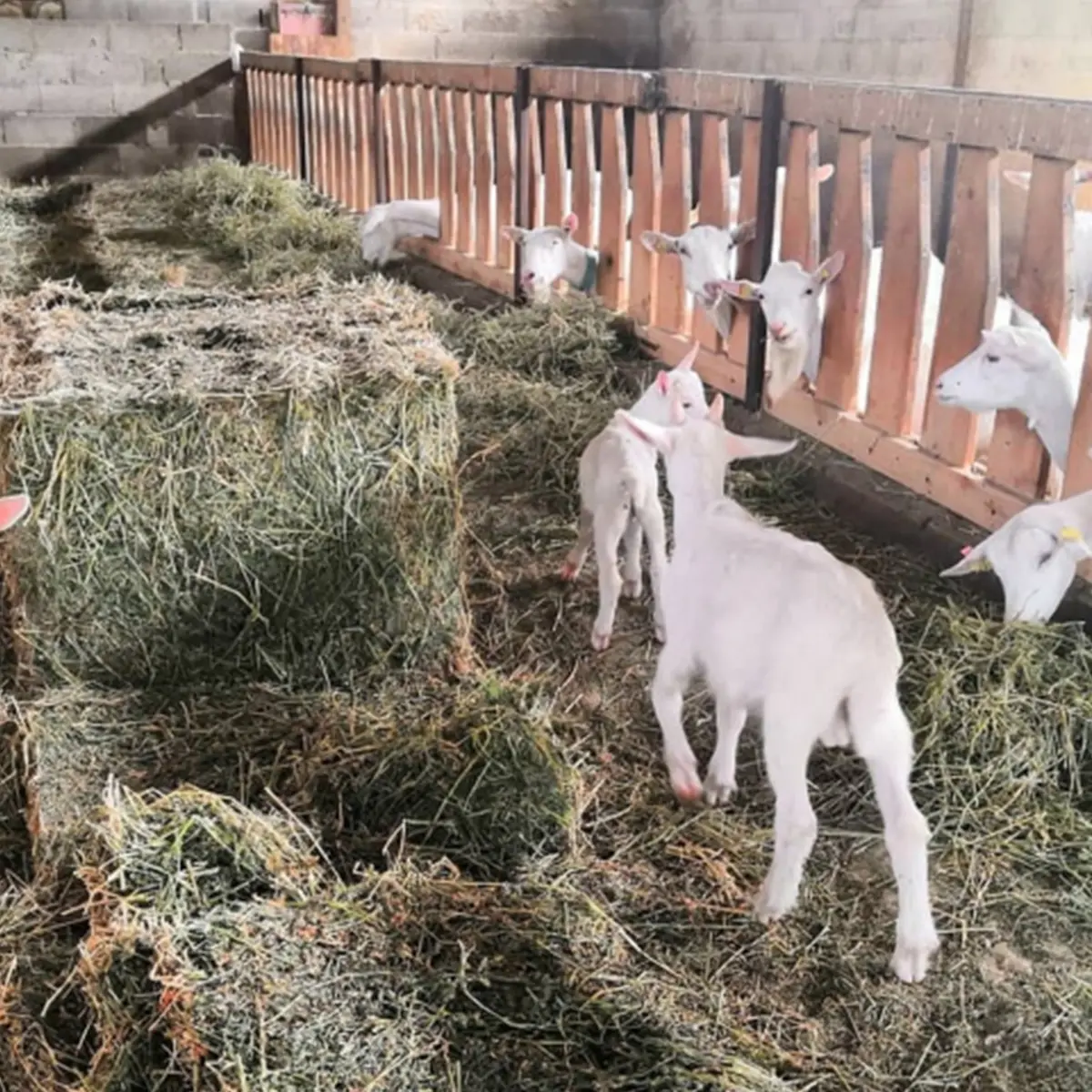 La_fromagerie_des_alpilles