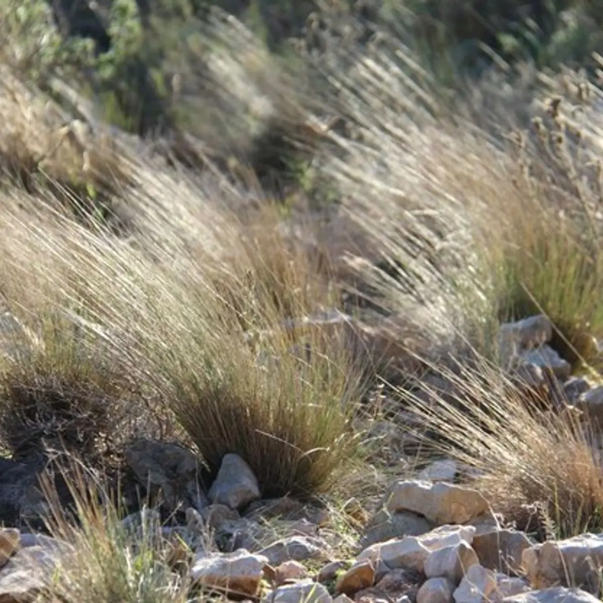 La végétation des crêtes