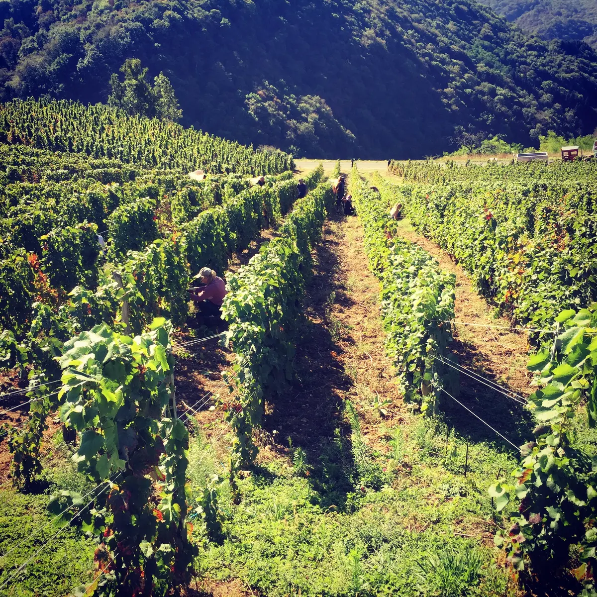 Domaine Viticole Daniel Boccard Propriétaire récoltant, Boyeux Saint Jérôme
