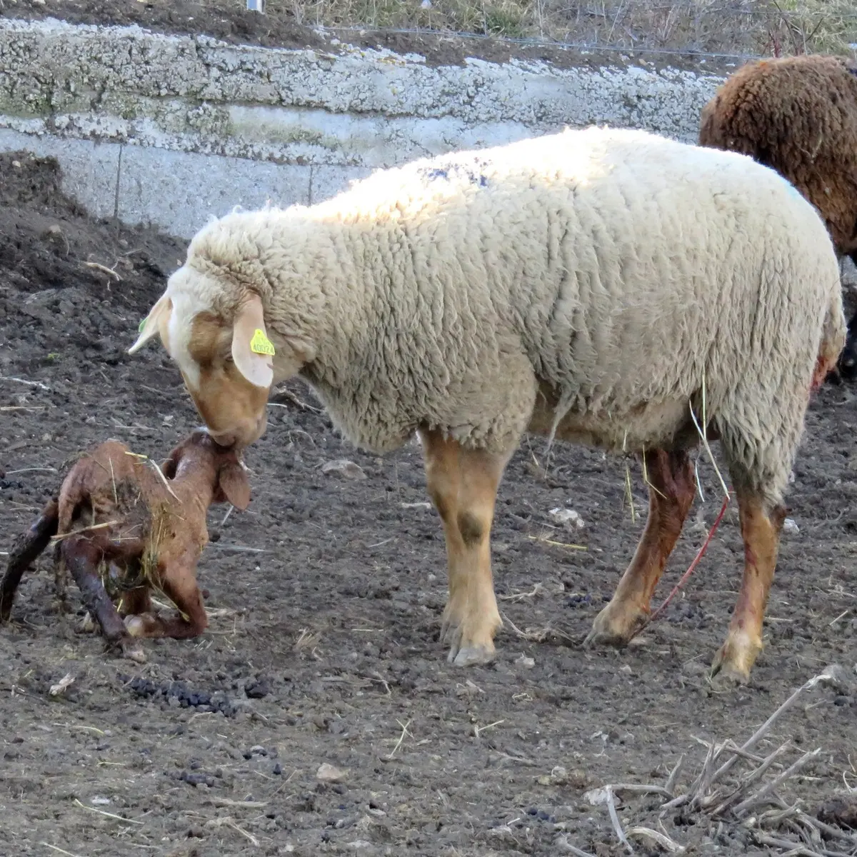 La mère et l'agneau