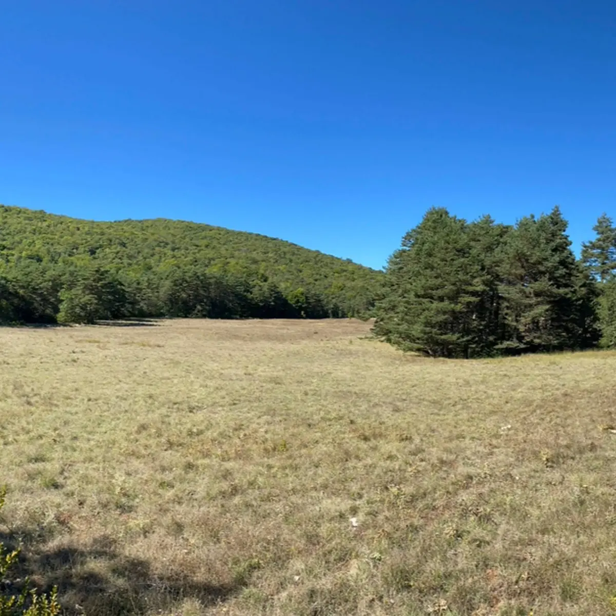Vue sur une doline entourée de végétation
