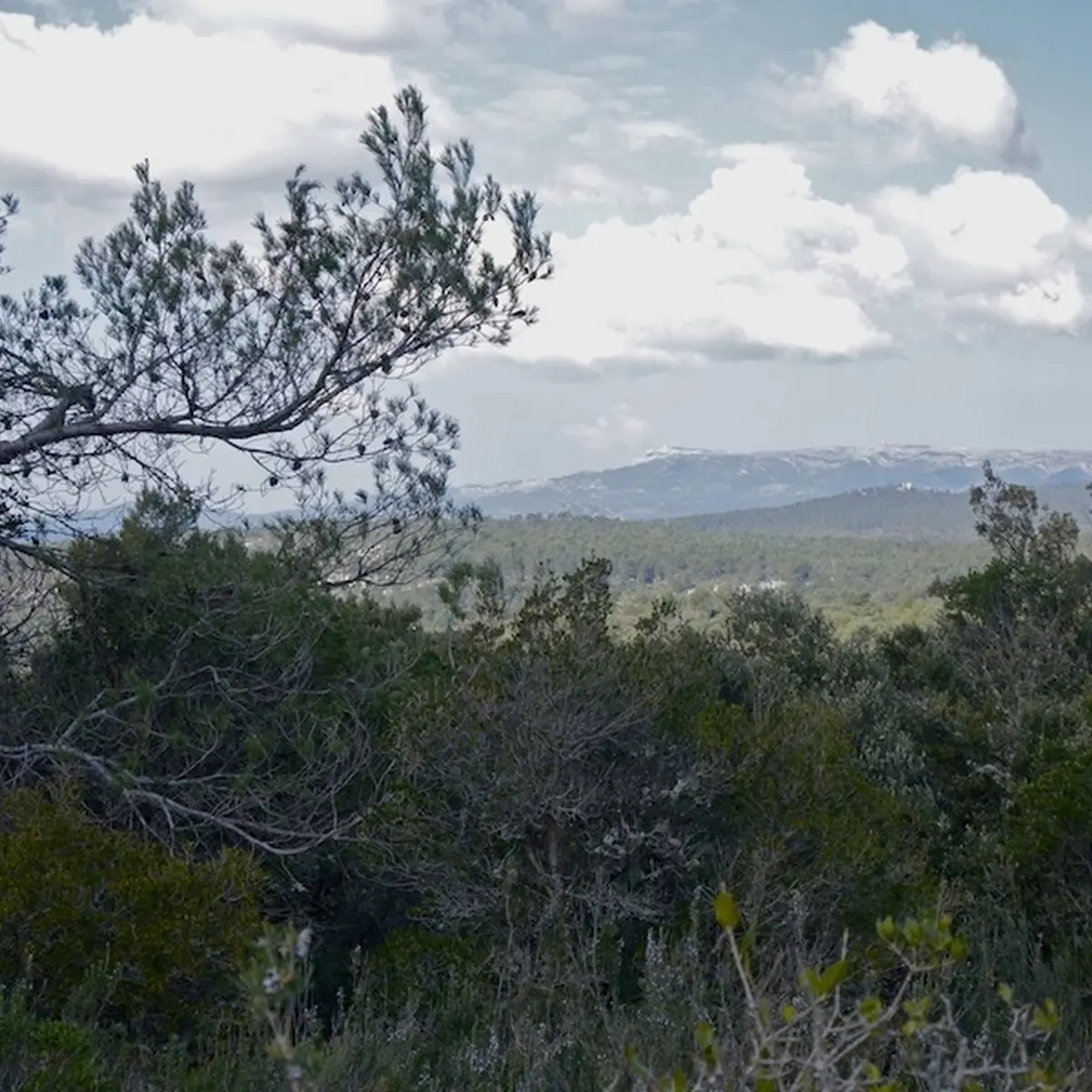 Panorama avec vue sur le la faune du plateau de Siou Blanc