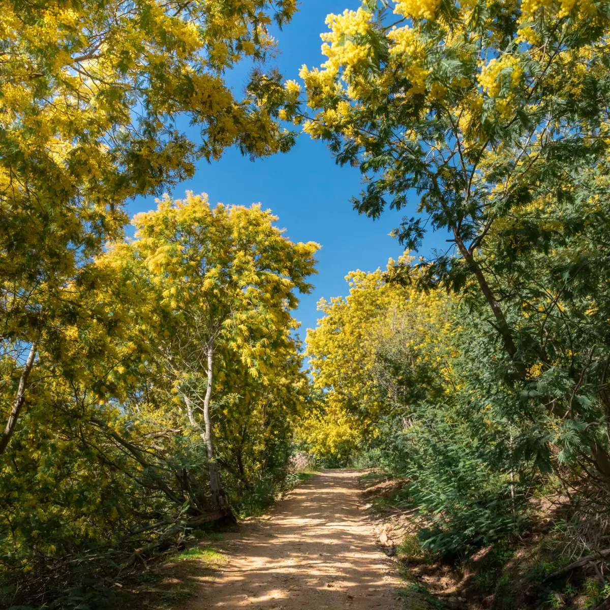 Sentier mimosa