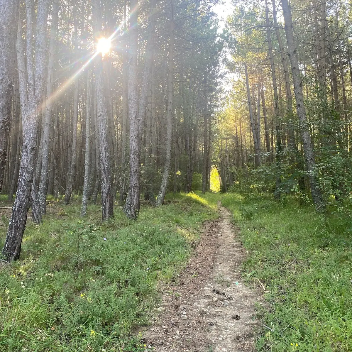 Portion en sous bois