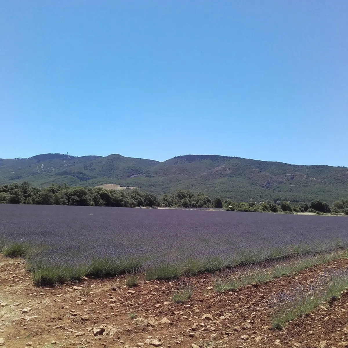 Lavandins et Grand Luberon