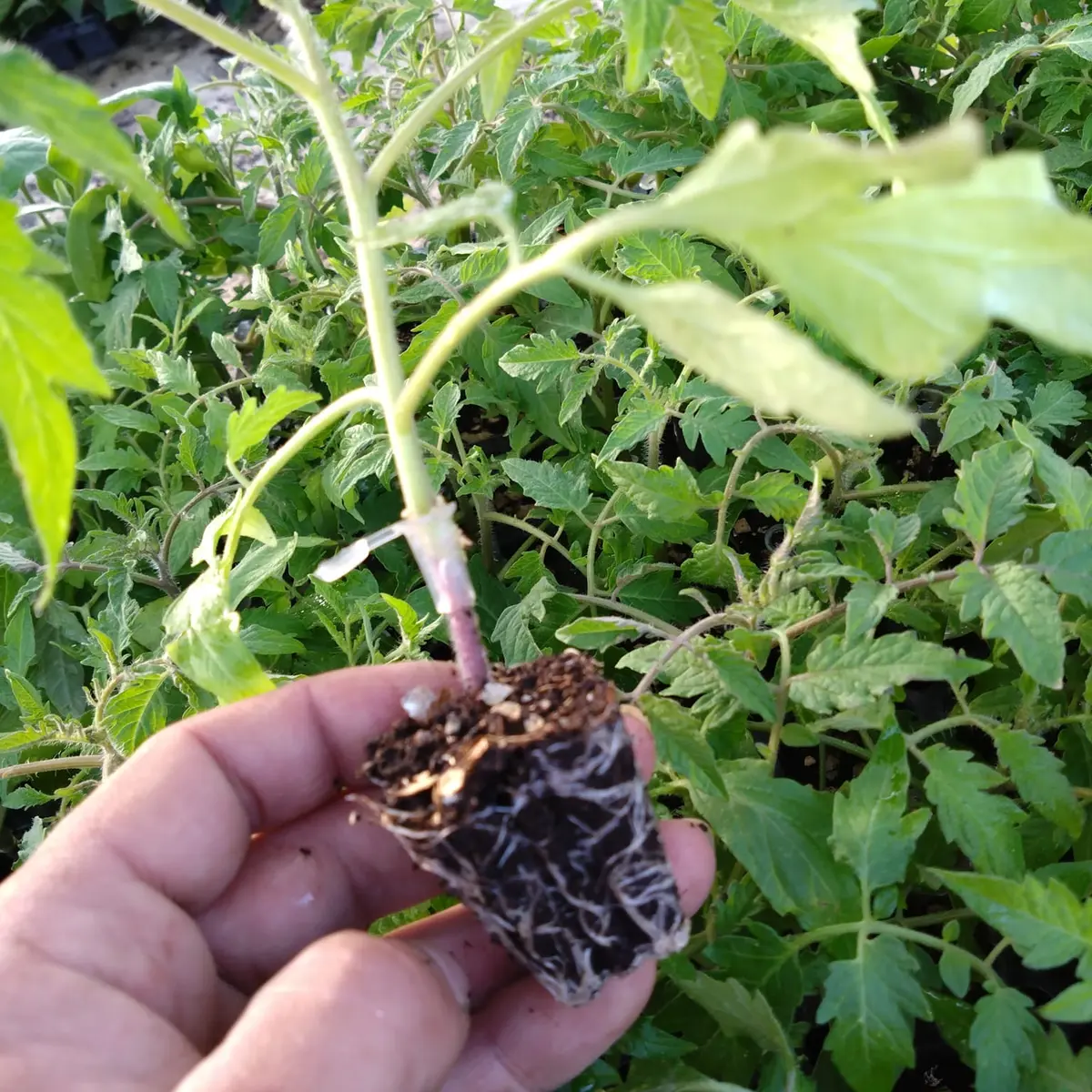 Potager de la Musiquette