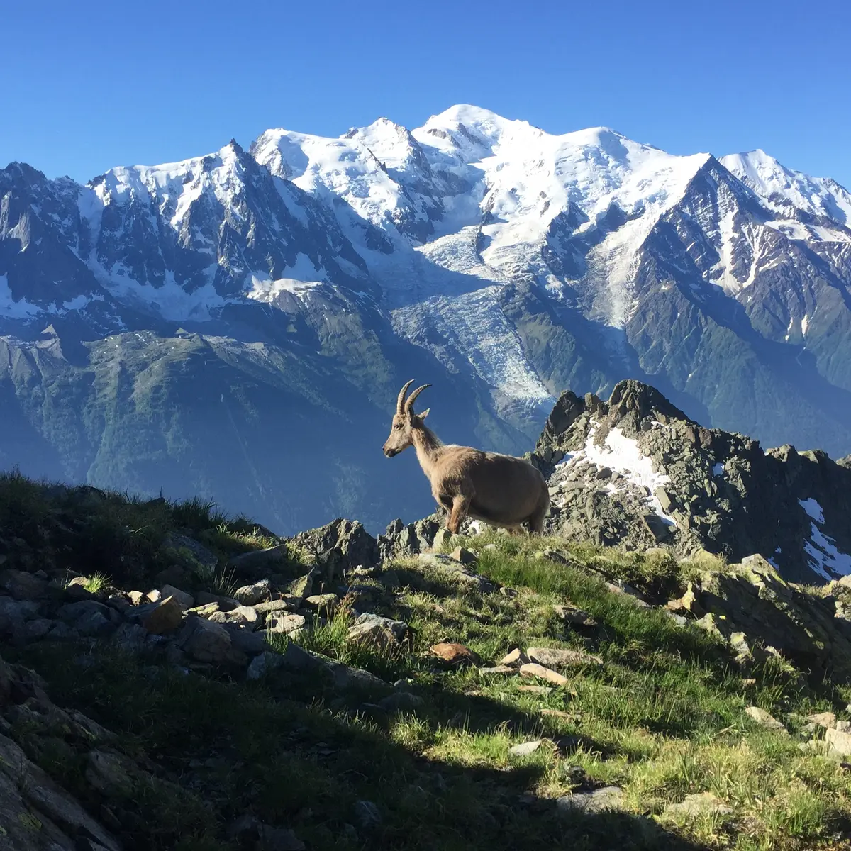 Lac Blanc bouquetin