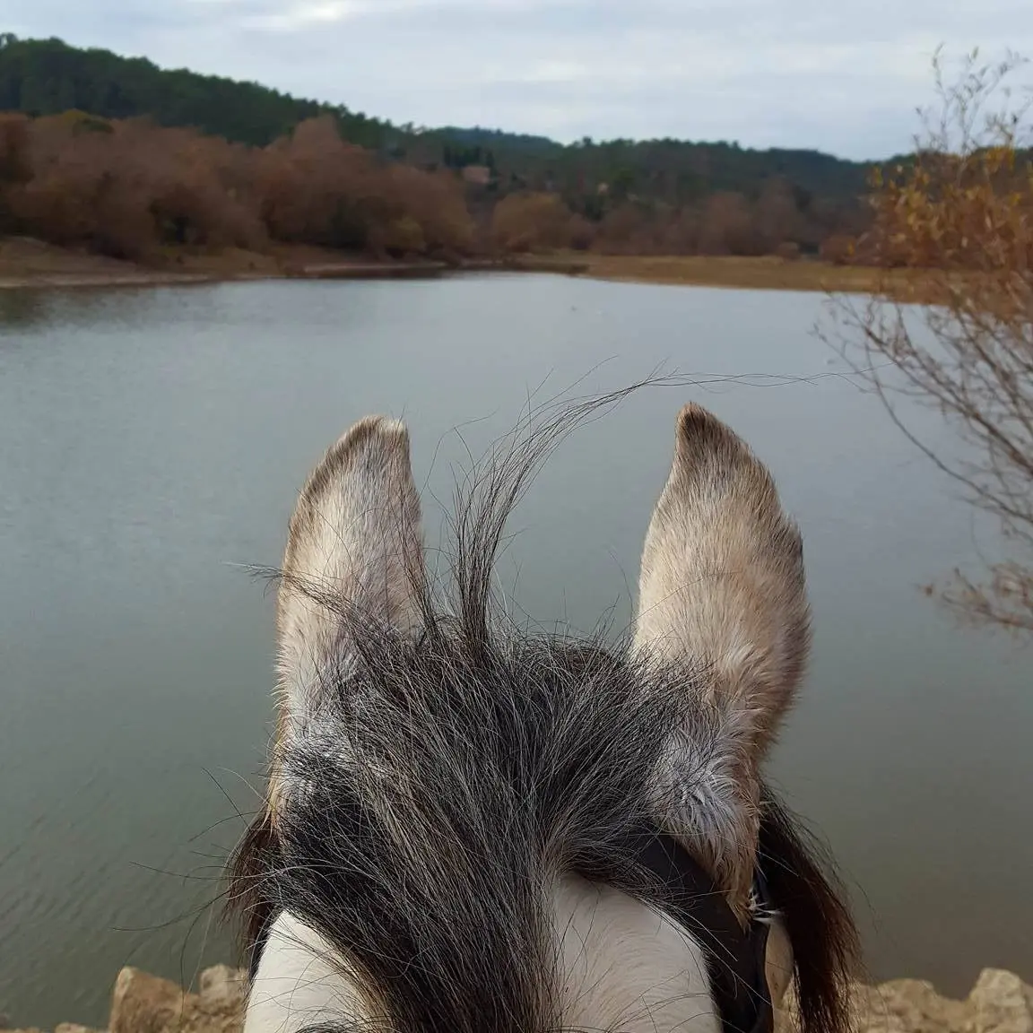 Cheval regardantle lac de St Cassien