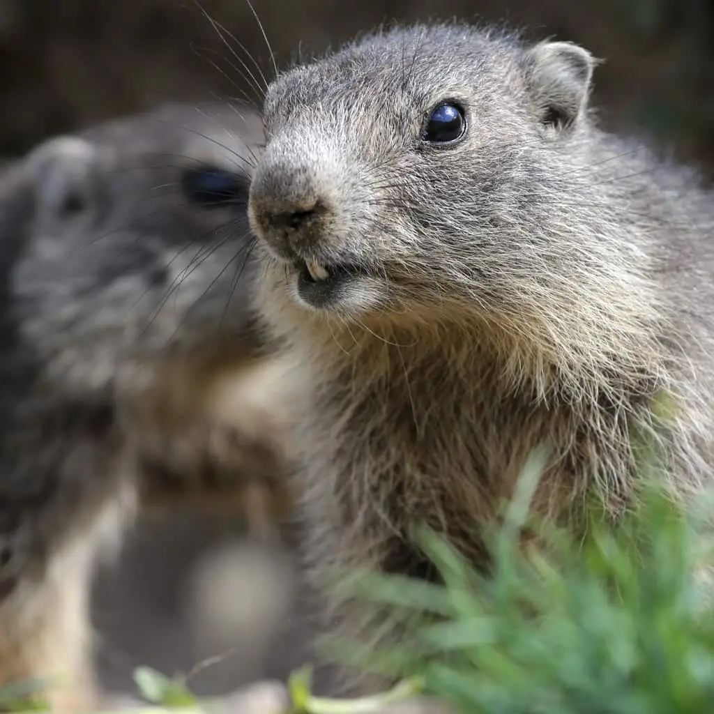 marmottes