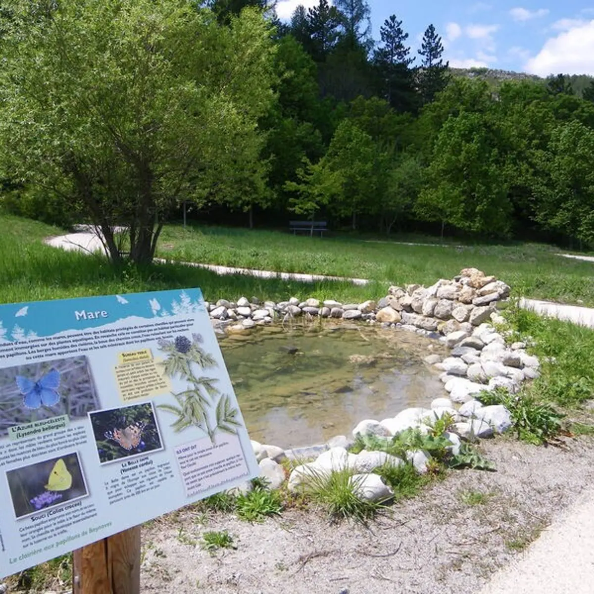 Petite mare en chemin