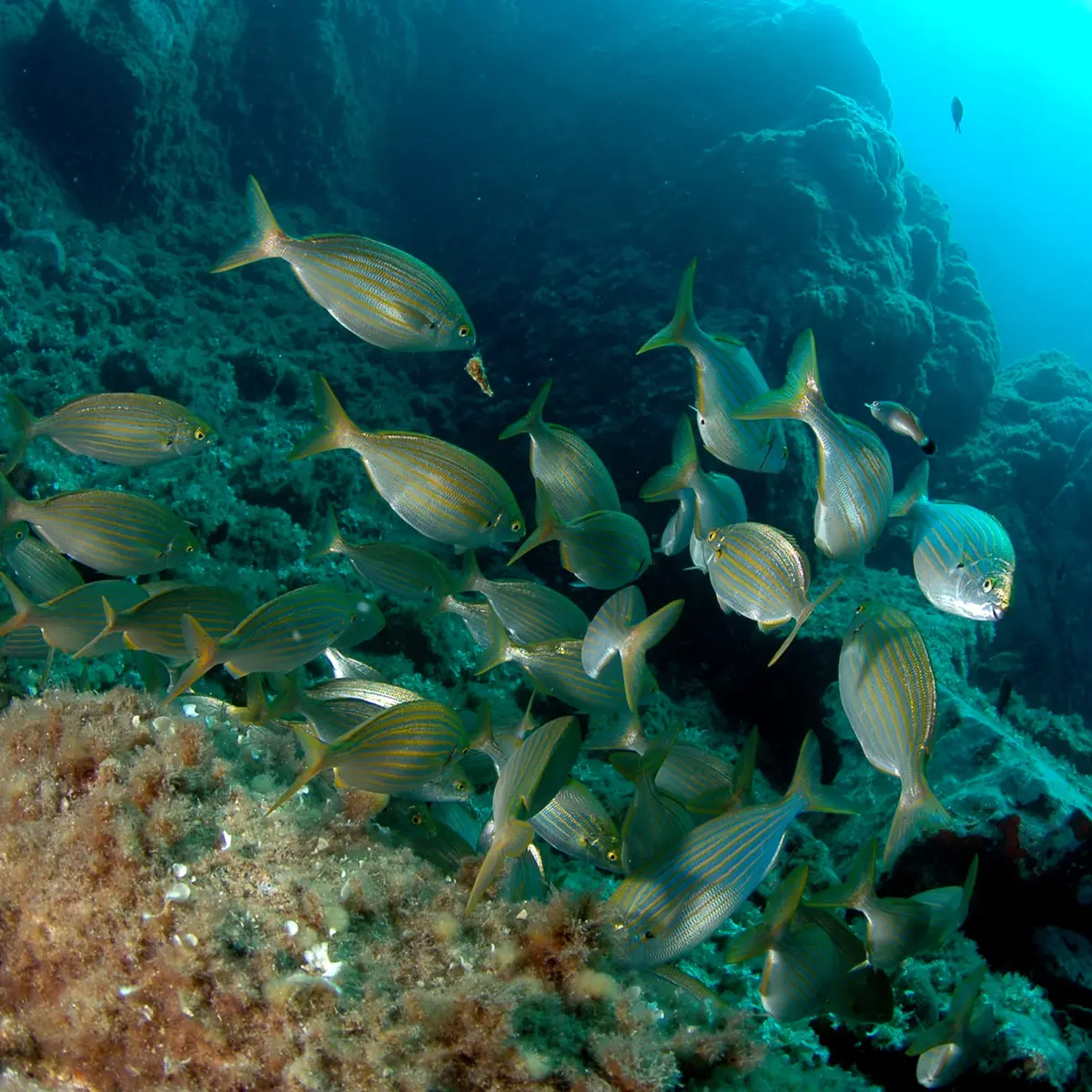 faune sous marine au site des 2 frères