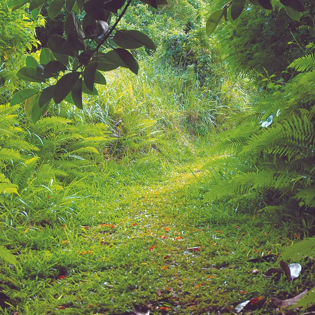 Le départ du sentier