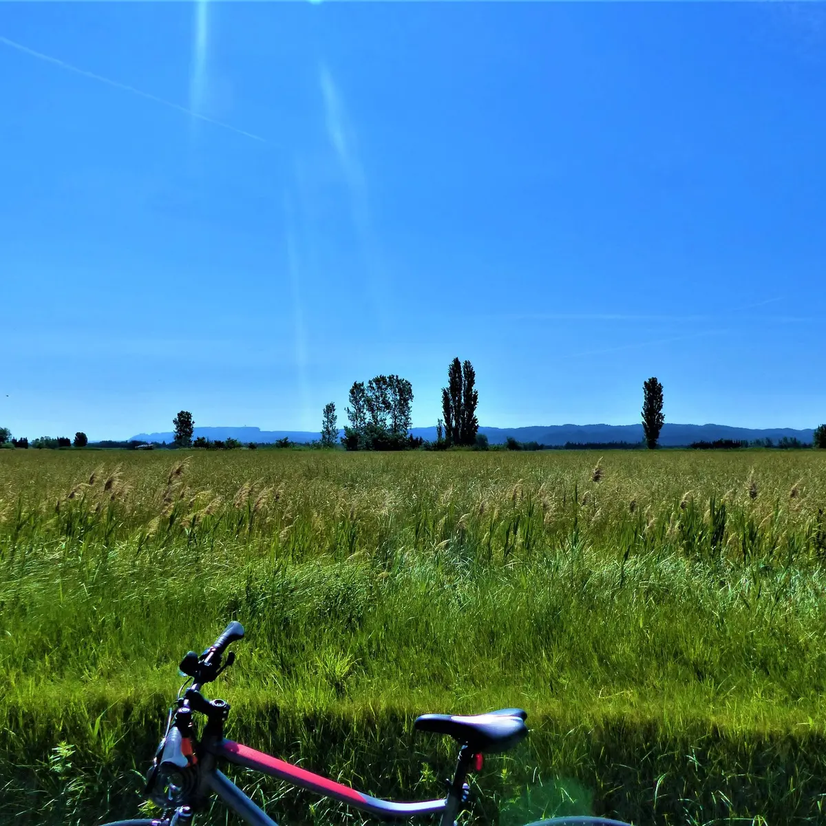 Champ céréalier proche de Tarascon