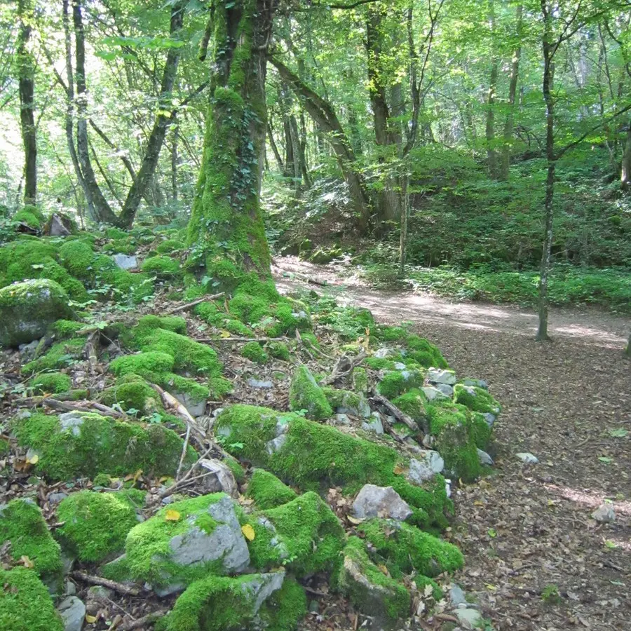 Sous-bois et sentier du Roc de Chère