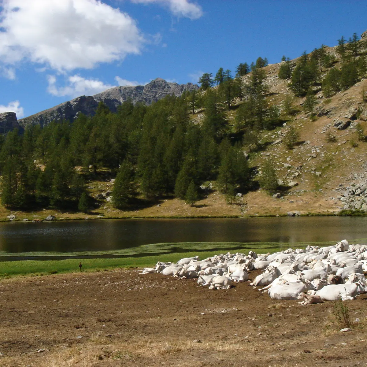 lac des grenouilles et troupeau de vaches