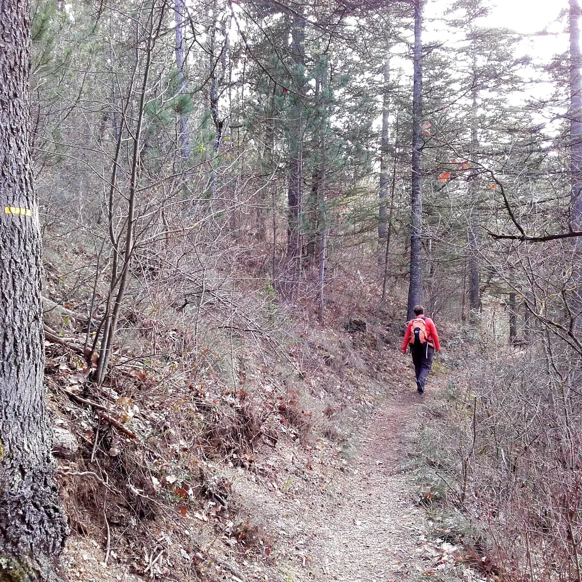 Fin d'hiver en forêt de Pélicier