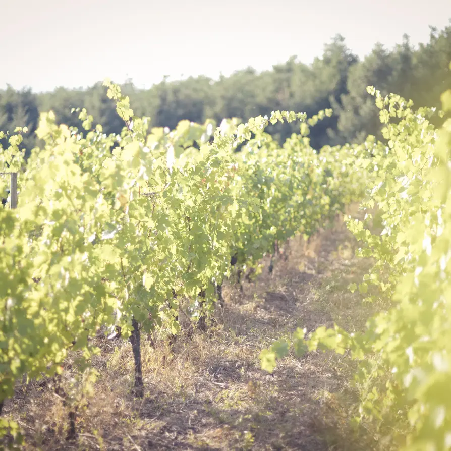 Domaine des Ardaillons