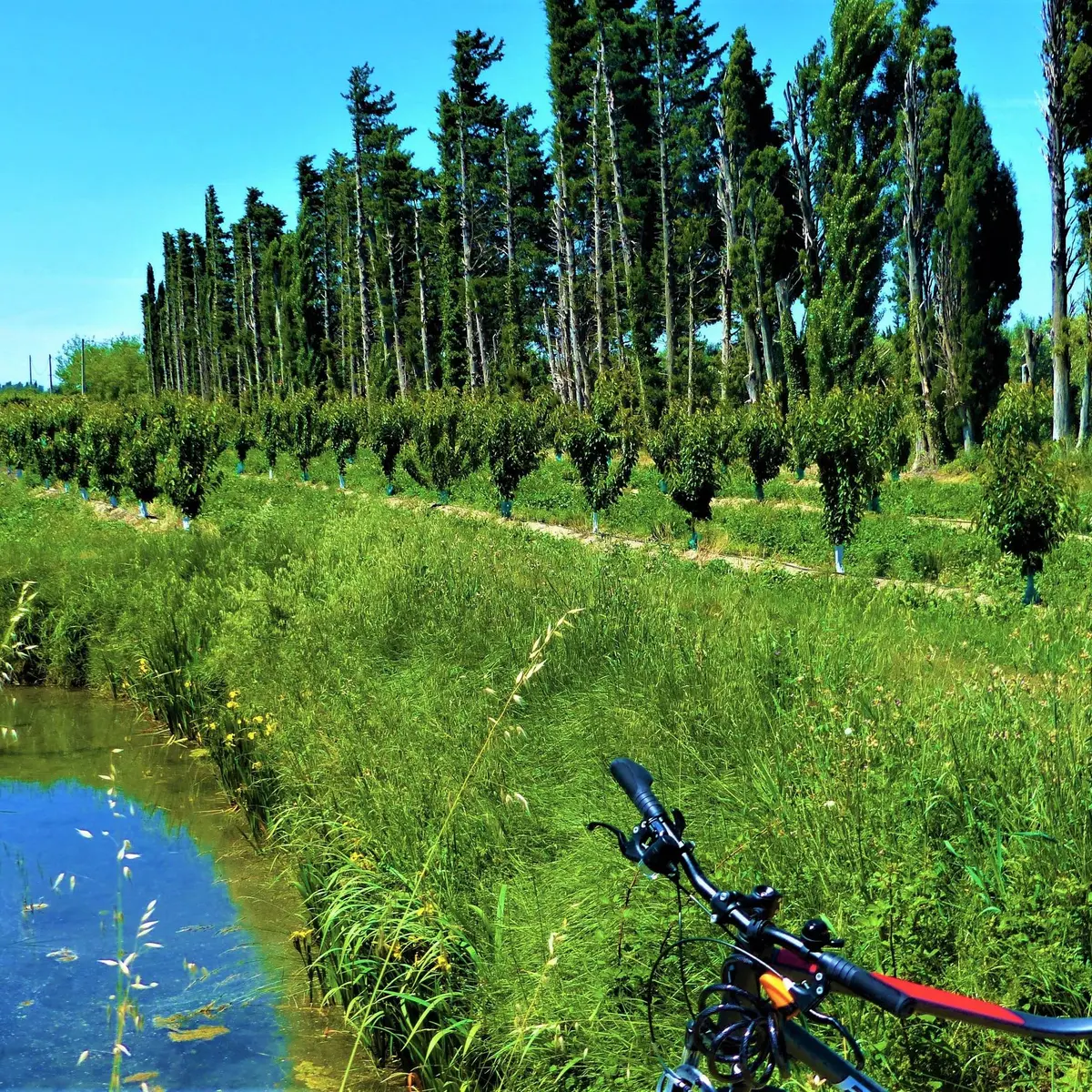 Culture d'abricots près de Maillane