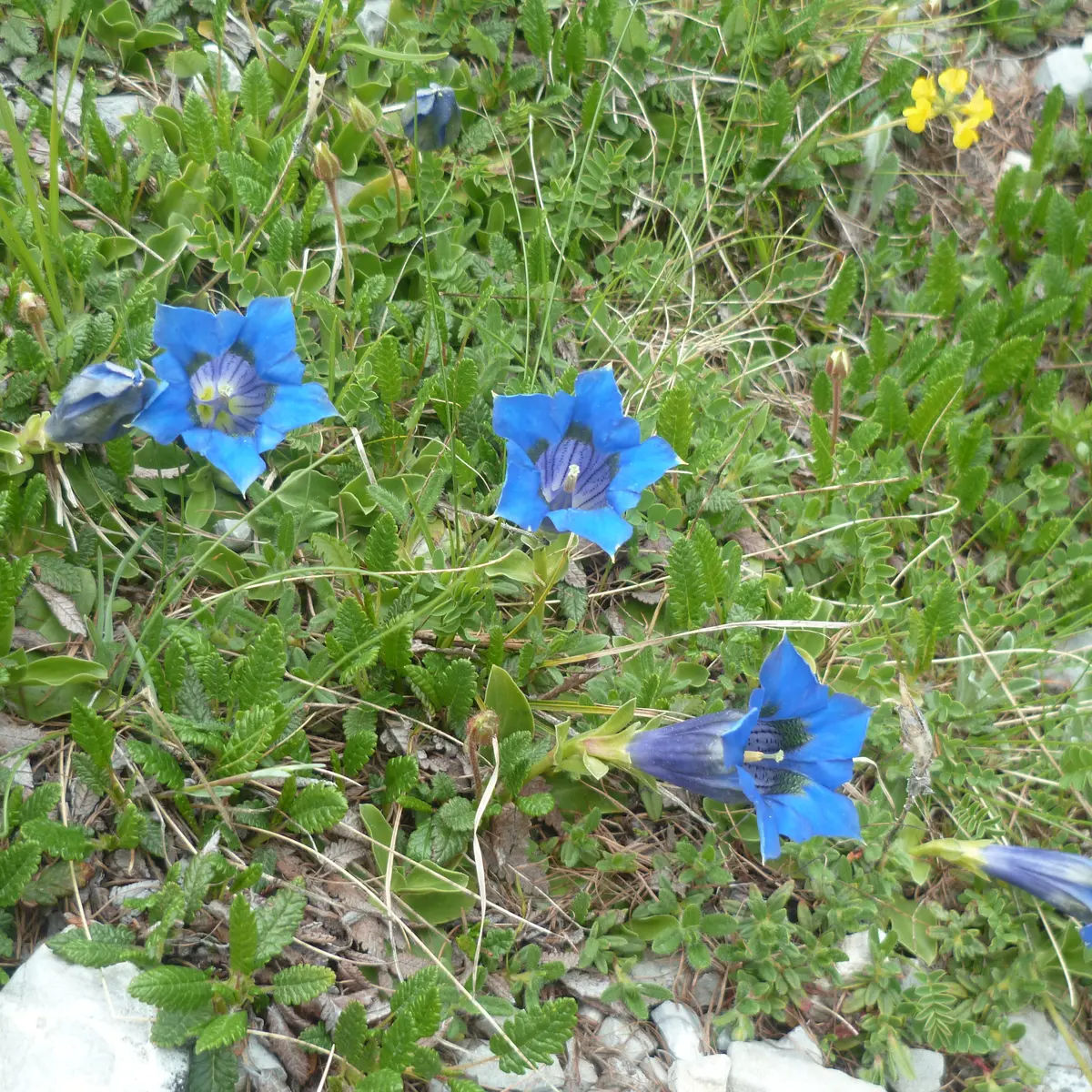 Gentianes de Ligurie