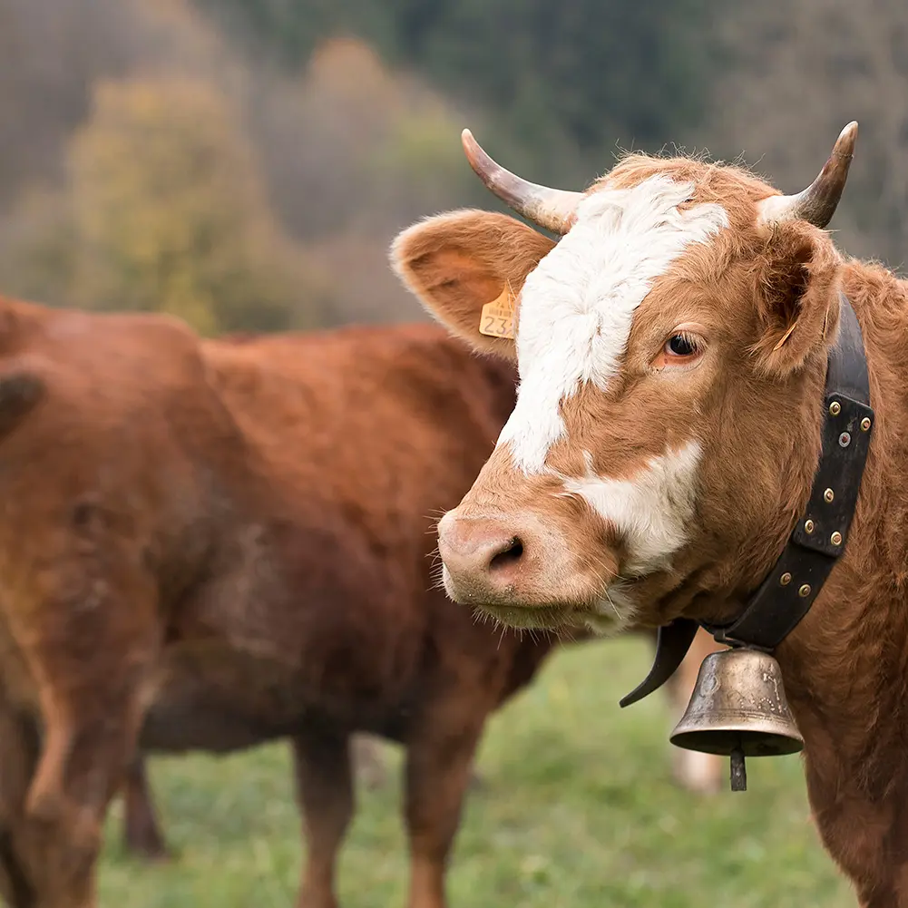La Ferme des 3 becs
