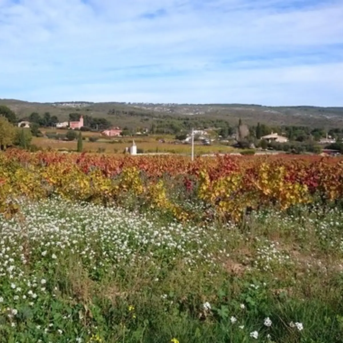 Les vignes à l'automne