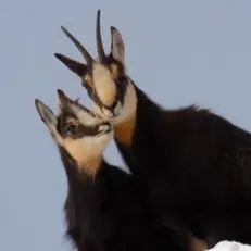 Randonnée Le réveil de la faune sauvage