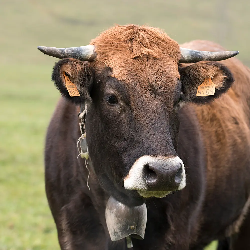 La Ferme des 3 becs